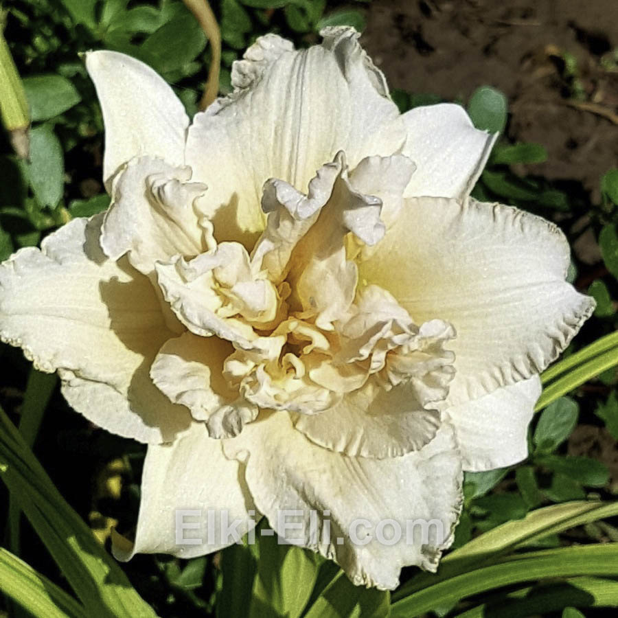 Лилейник гибридный Икебана Стар в горшке, фото цветка