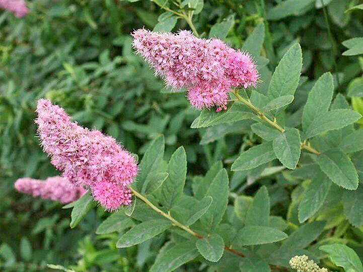 Соцветие спиреи Иволистной