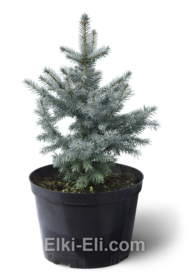 Ель американская голубая в горшке, размер 30-40 см, фото