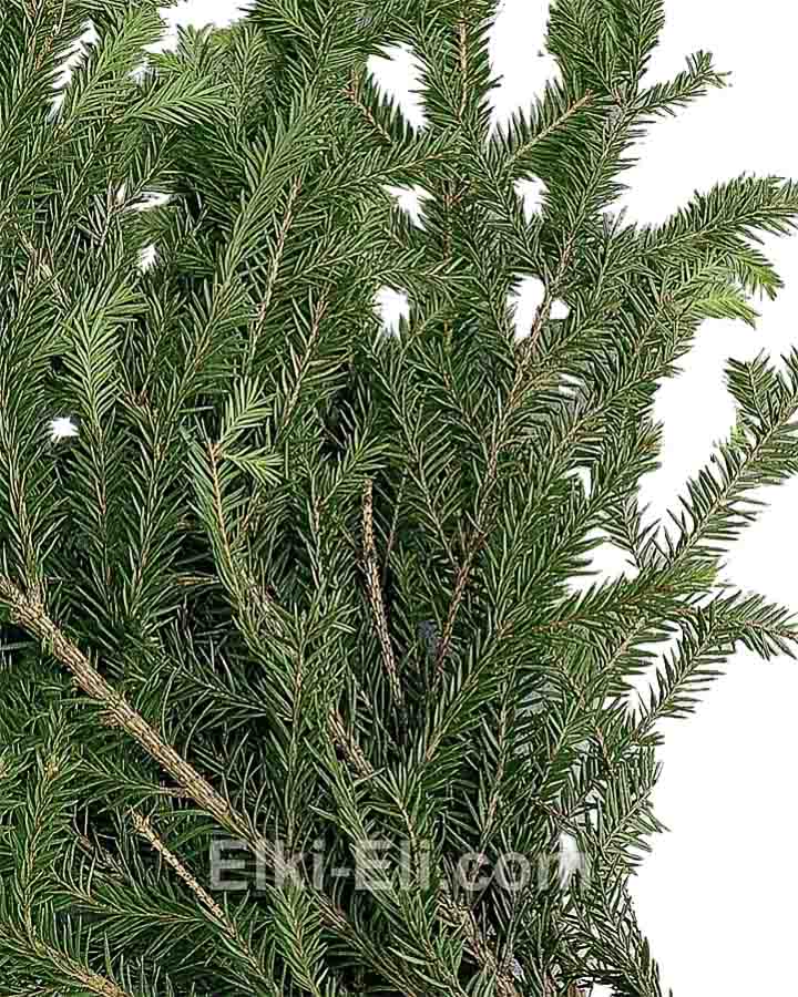 Лапник (ветки) елки для декорирования, фото хвои