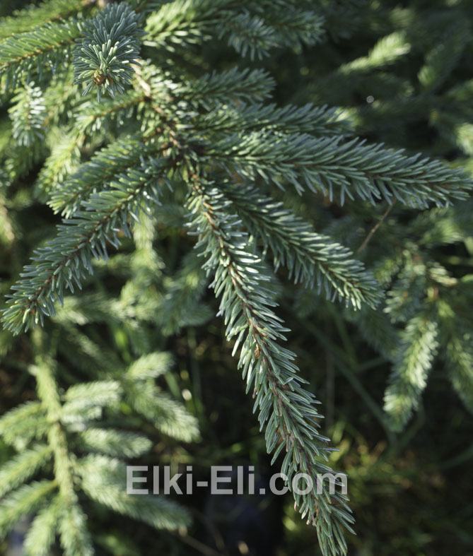 Ель канадская сизая