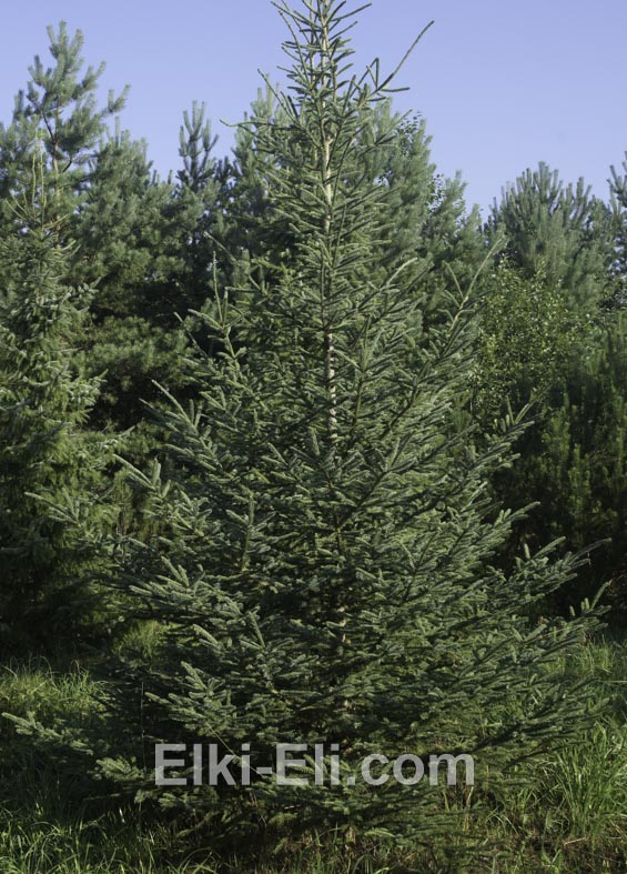 Ель канадская сизая