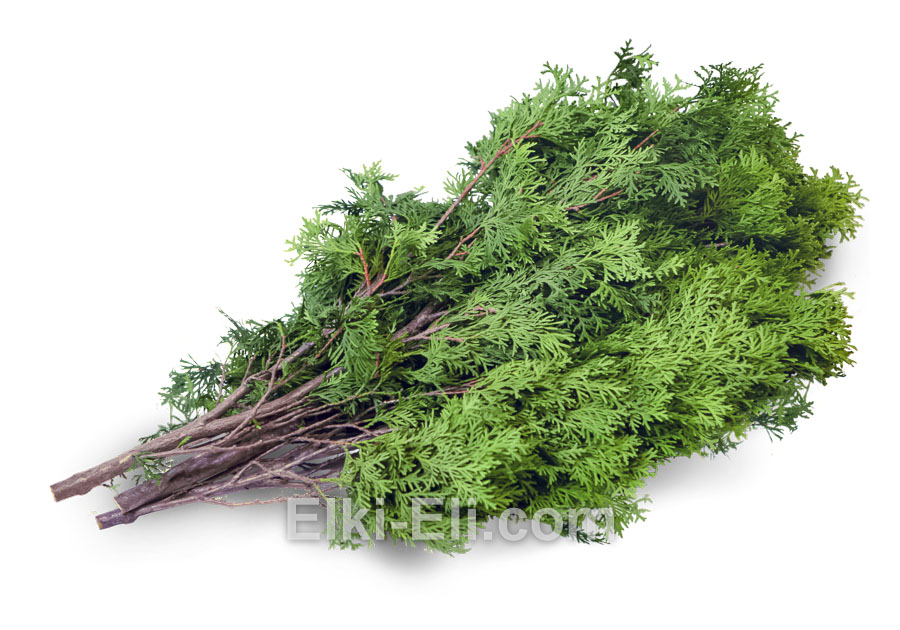 Лапник туи западной