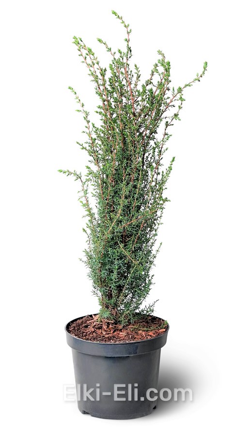 Можжевельник обыкновенный Arnold в горшке 40-60 см, фото Можжевельник обыкновенный Arnold в горшке 40-60 см, фото