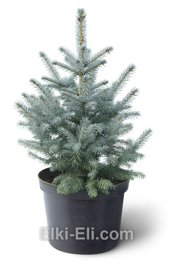 Ель колючая голубая 60-80 см