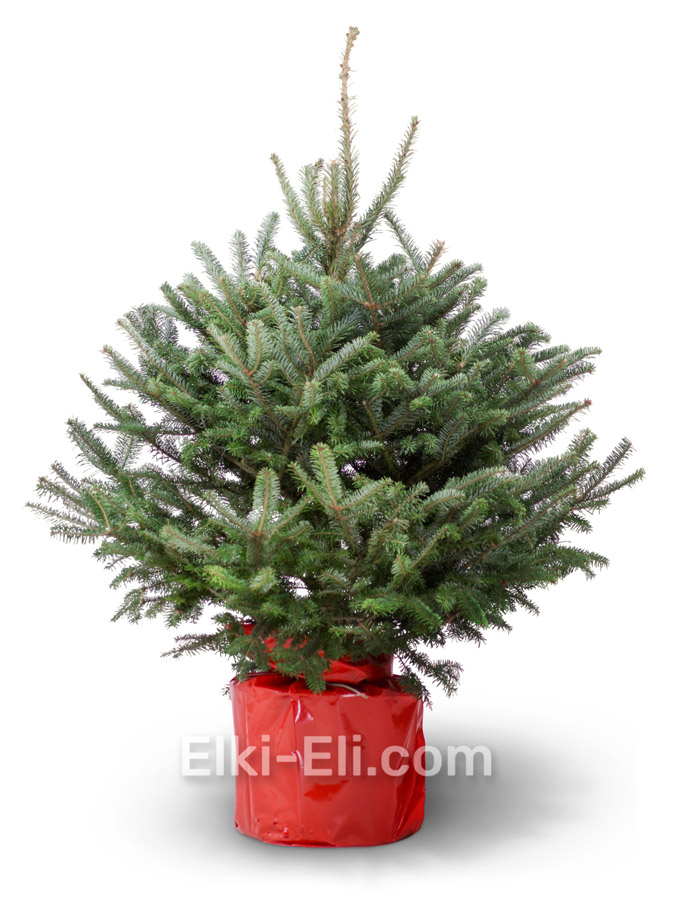 Пихта фразера, живое новогоднее дерево в емкости (горшке), высота 0,6-0,8 м, фото