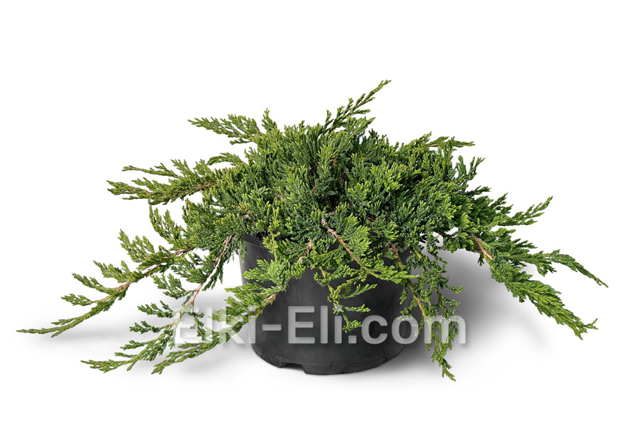 Можжевельник горизонтальный Prince of Wales в горшке Можжевельник горизонтальный Prince of Wales в горшке