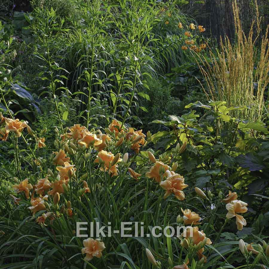 Лилейник гибридный Икебана Стар в горшке, фото в ландшафте