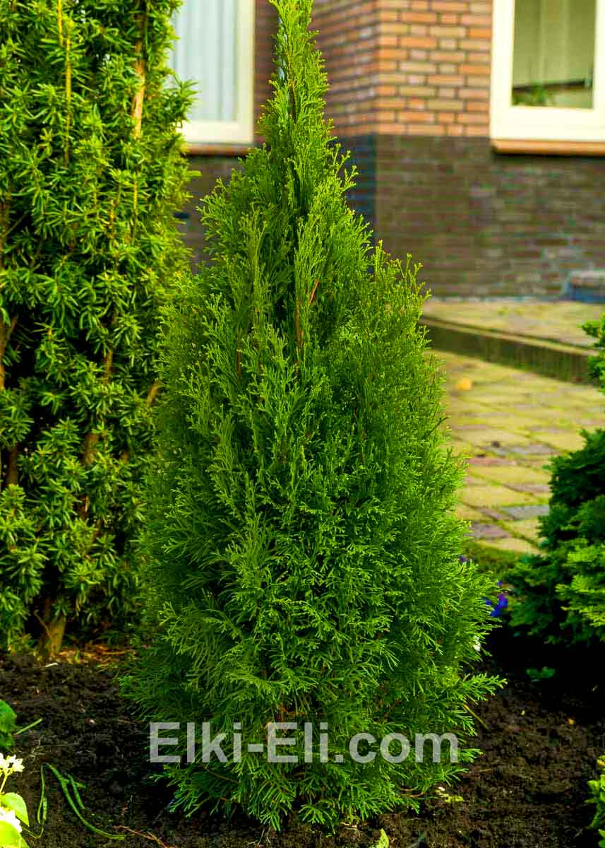 Туя смарагд дизайн.