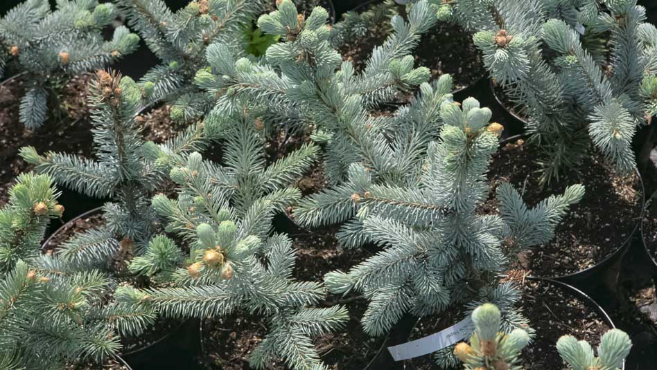  Голубые ели уже ждут вас! Успейте выбрать свою