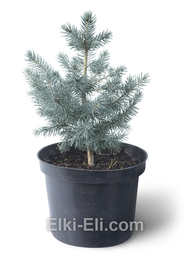 Ель колючая голубая 40-60 см