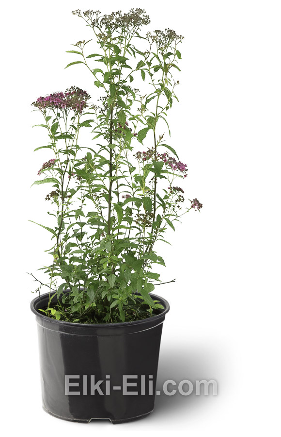 Спирея японская Anthony Waterer в горшке 0,4-0,6 м, фото