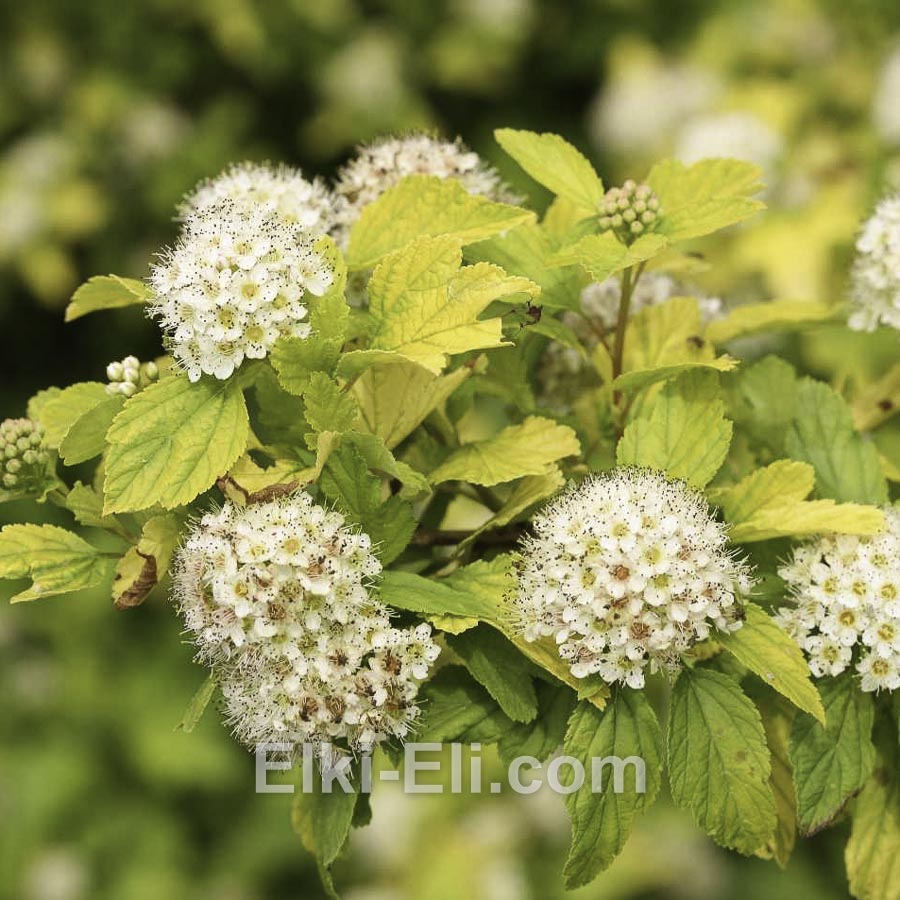 Пузыреплодник калинолистный Luteus в горшке, фото цветков