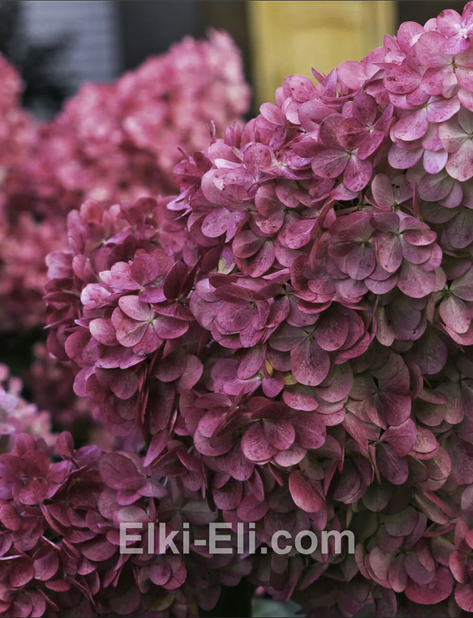 Гортензия метельчатая Magical Fire в горшке, фото цветка