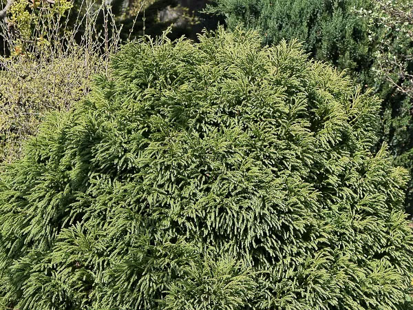 Криптомерия японская Элеганс Виридис, летняя окраска хвои