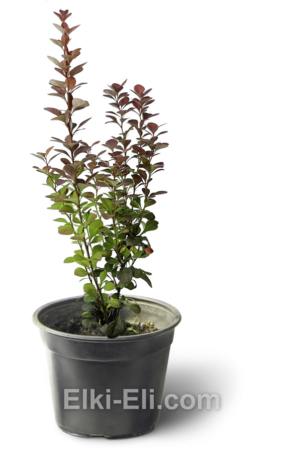 Листва Барбариса Тунберга 'Chocolate Summer'