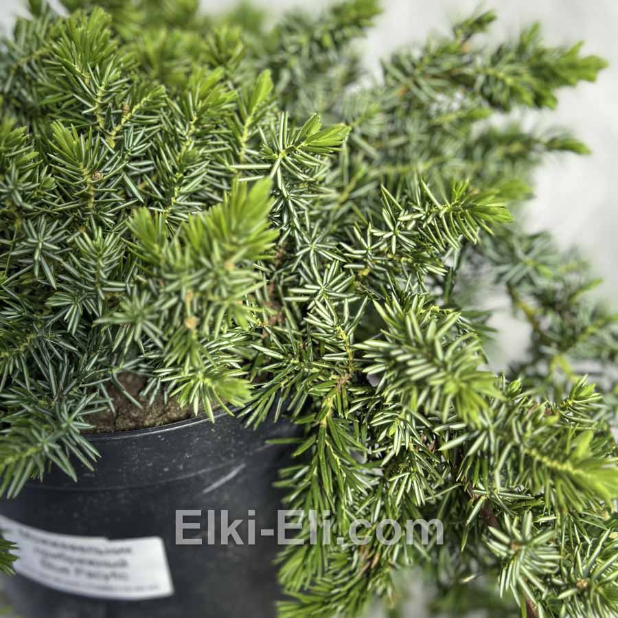 Можжевельник прибрежный Blue Pacific в горшке Можжевельник прибрежный Blue Pacific в горшке