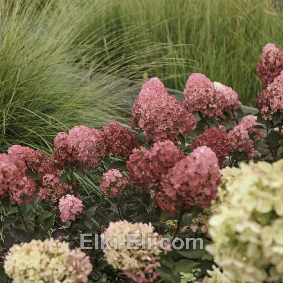 Гортензия метельчатая Самарская Лидия в горшке, фото в ландшафте