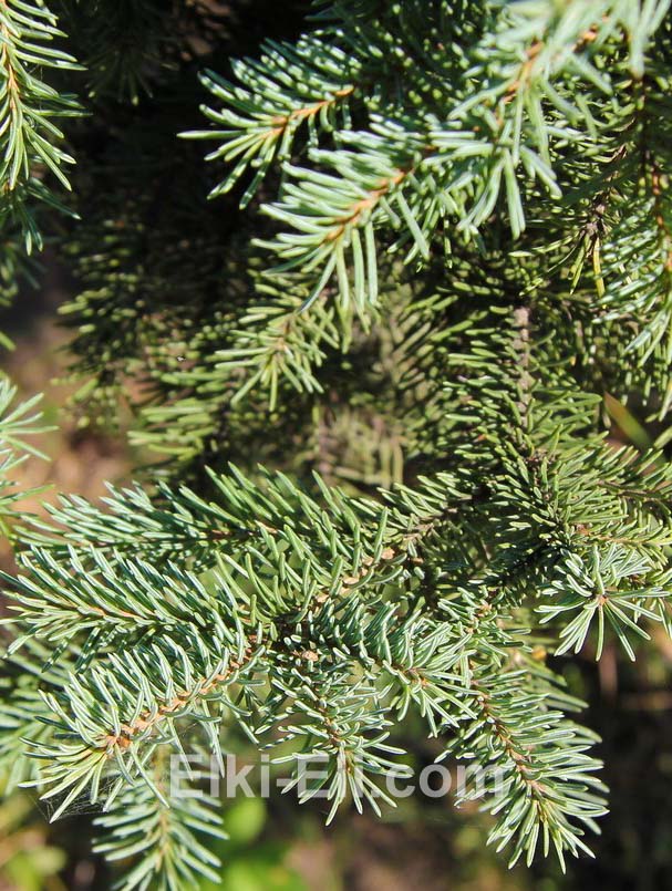 Ель сибирская.