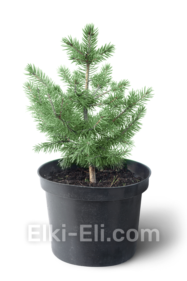 Ель колючая зеленая 20-40 см