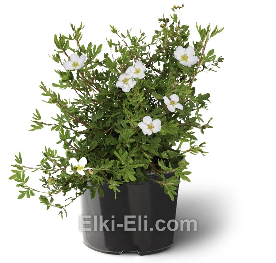 Лапчатка кустарниковая Abbotswood в горшке Лапчатка кустарниковая Abbotswood в горшке