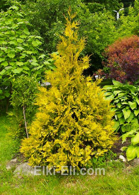 Туя рейнхольд дизайн.