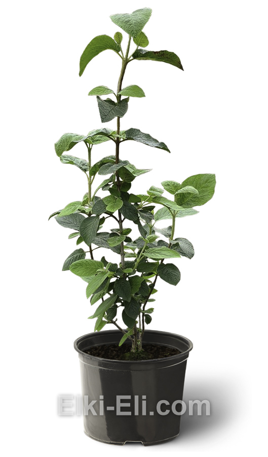 Калина гордовина в горшке, фото Калина гордовина в горшке, фото