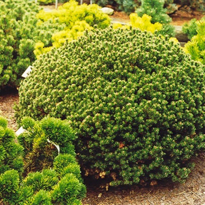 Сосна горная Лиллипут