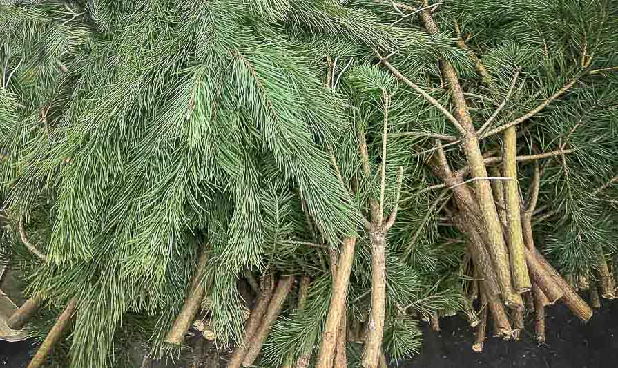 Новая партия лапника шести видов сосен уже в продаже!