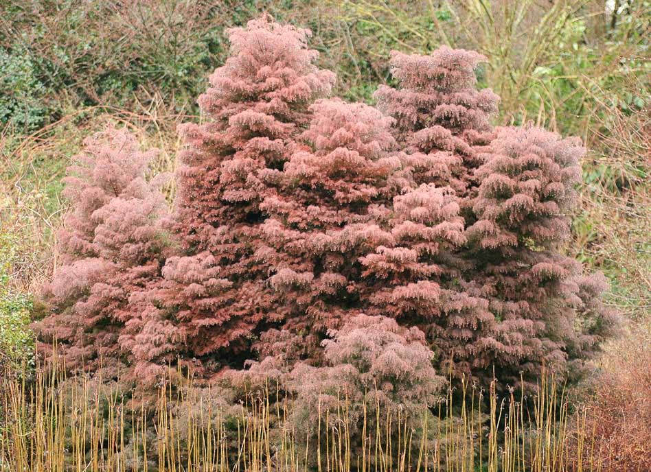 Криптомерия японская Элеганс Виридис, осенне-зимняя окраска хвои
