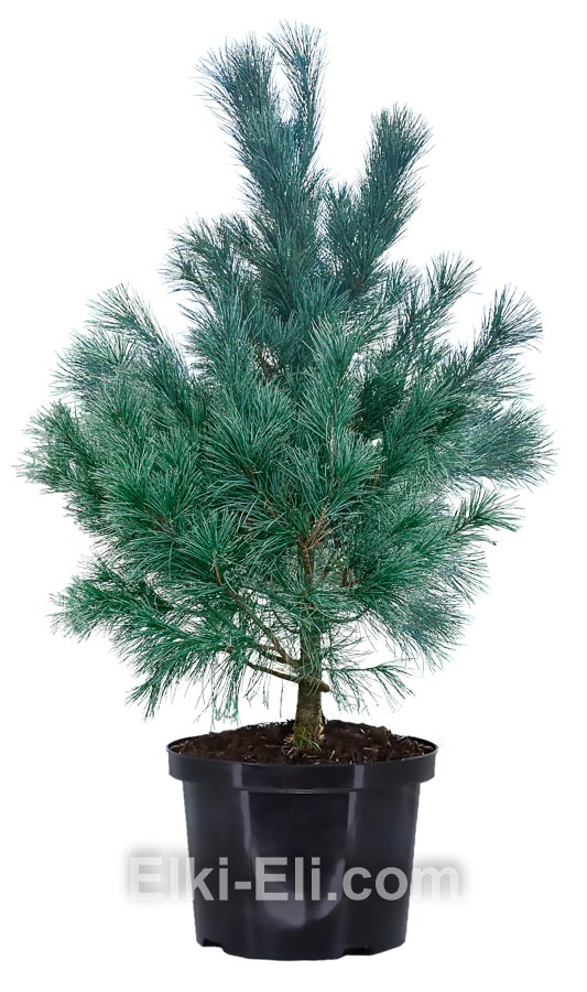 Кедр уссурийский в горшке, фото Кедр уссурийский в горшке, фото