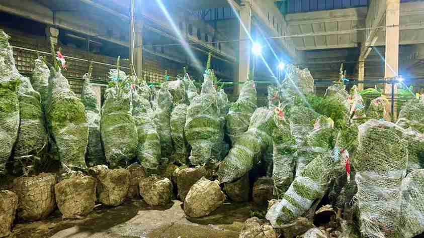 Свежие и пушистые - пихты Кавказские уже на складе! 