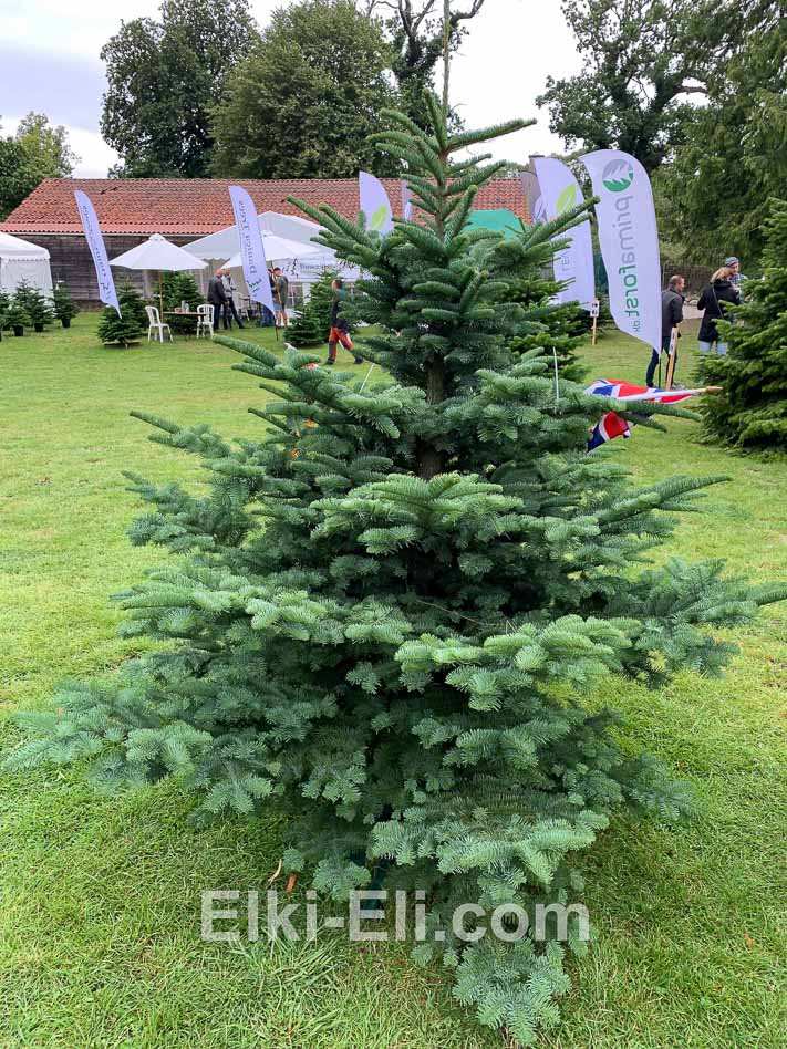 Пихта Нобилис, живое новогоднее дерево в питомнике, фото