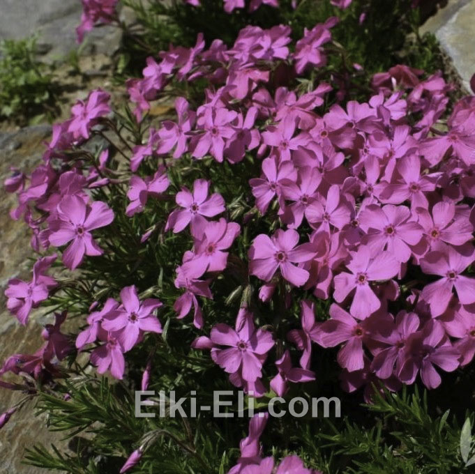 Флокс шиловидный MacDaniels Cushion, фото цветков 