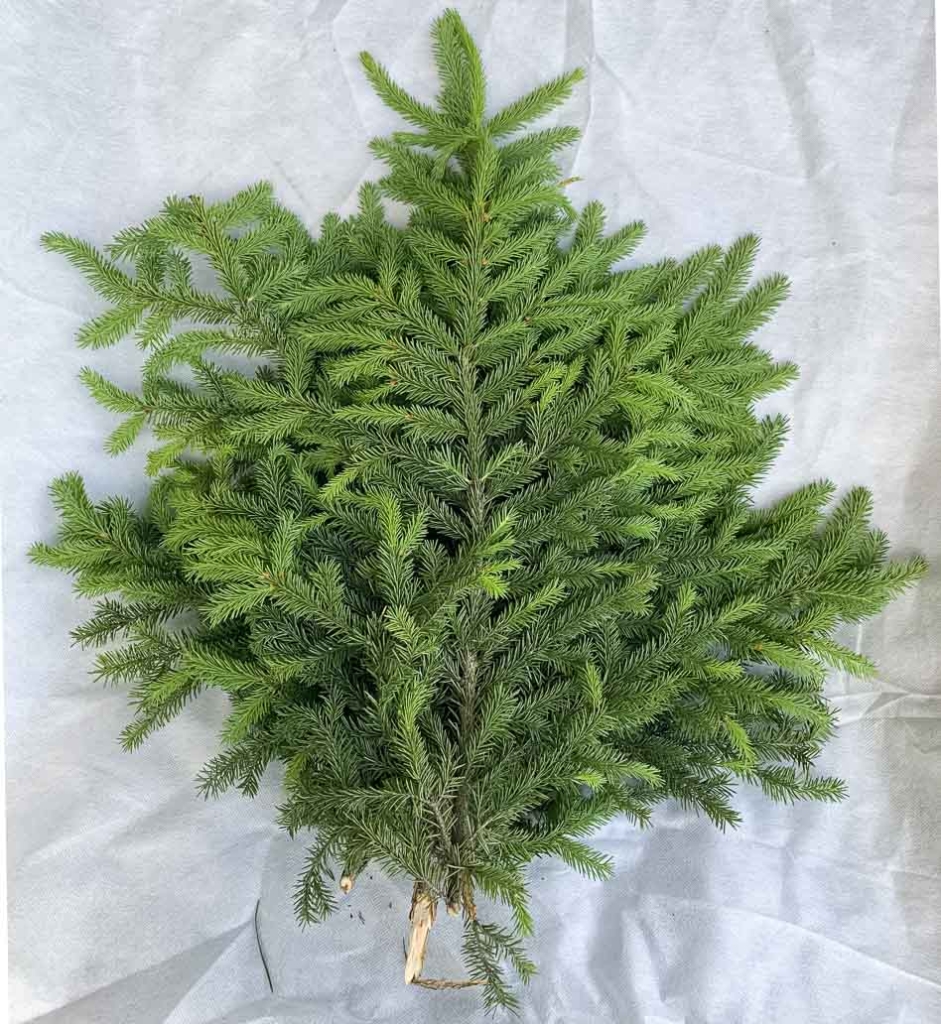 Свежий еловый лапник уже в продаже!