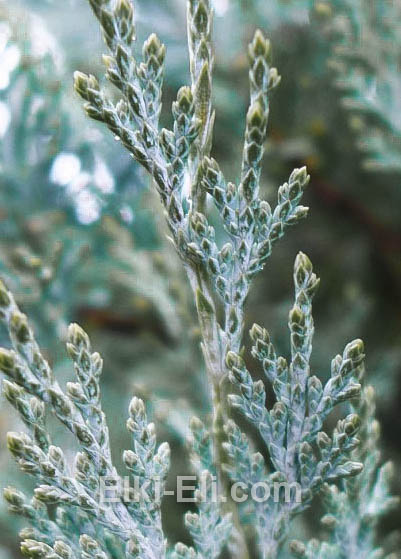 Можжевельник скальный мунглоу, фото хвои