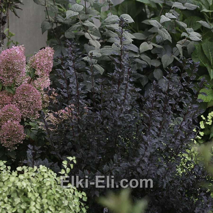 Пузыреплодник калинолистный Diabolo (Дьябло) в ландшафте, фото