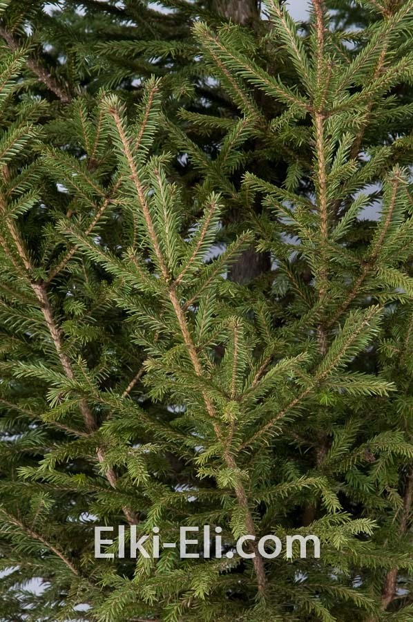 Русская елка, фото хвои