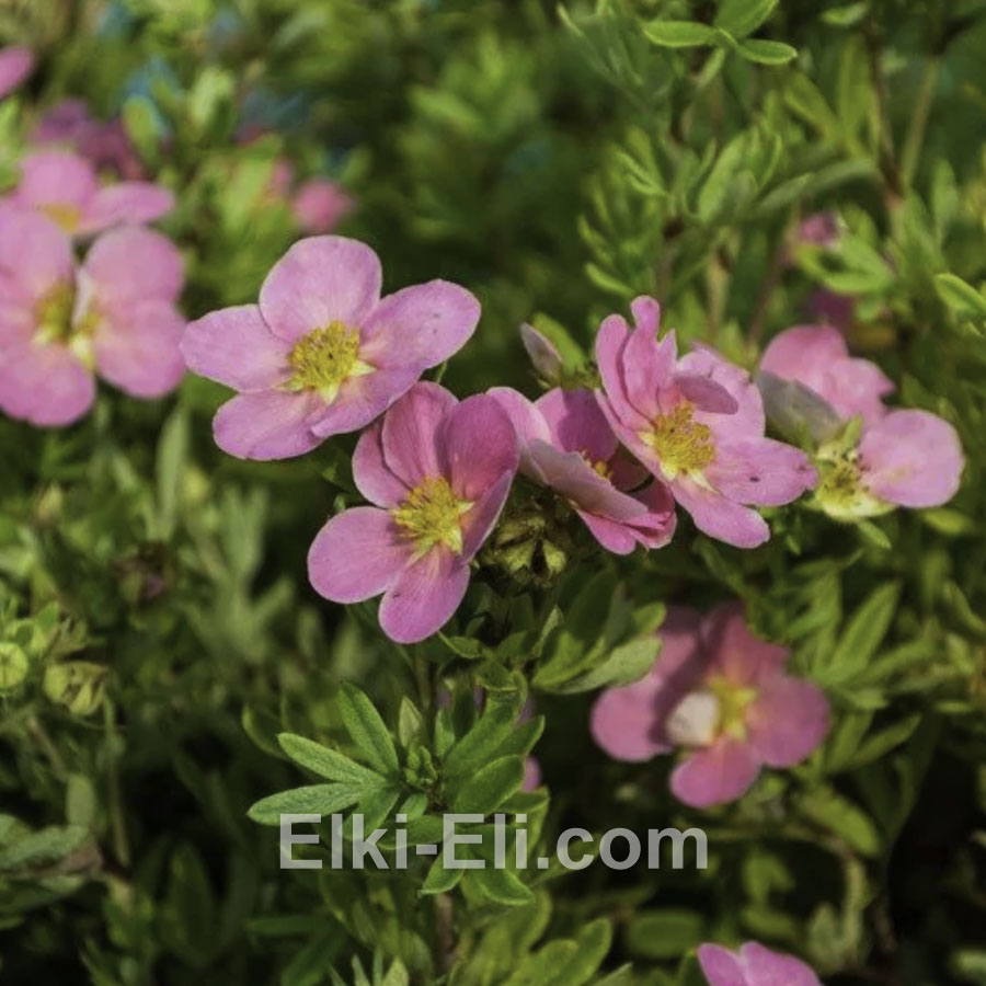 Лапчатка кустарниковая Bellissima в горшке 0,20-0,40 М, фото