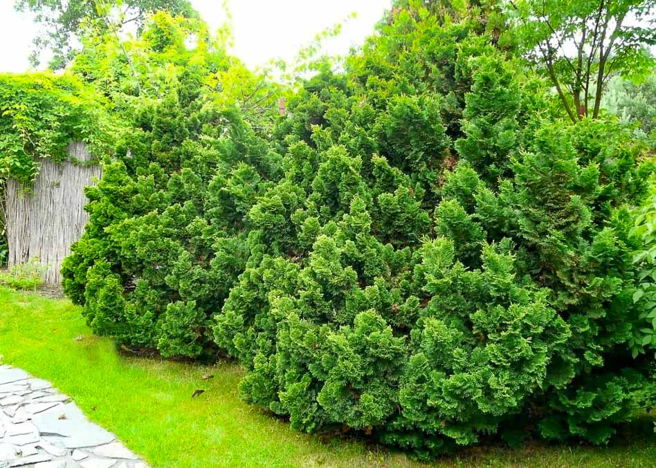 Кипарисовик тупой Nana Gracilis в ландшафтном дизайне