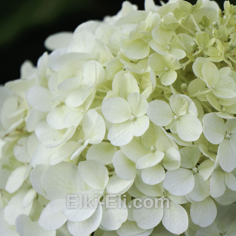 Гортензия метельчатая Hercules в горшке, фото цветка