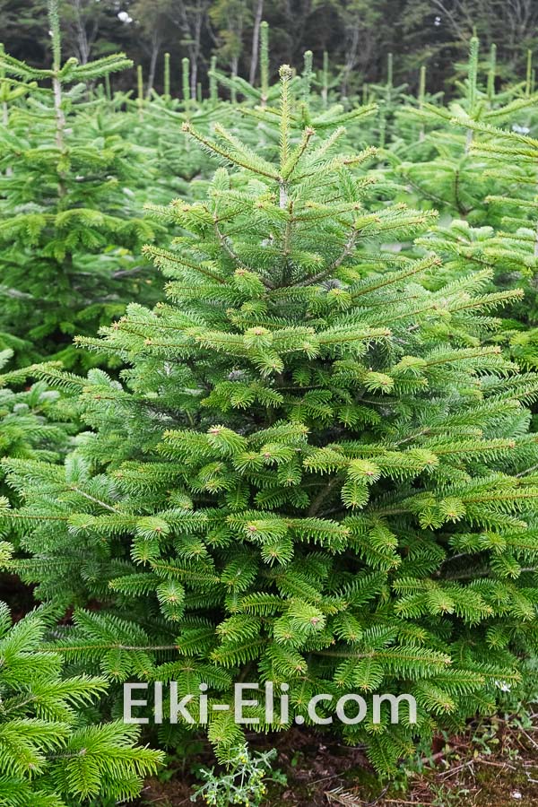 Пихта нордмана (Ель датская), живое новогоднее дерево в питомнике, фото