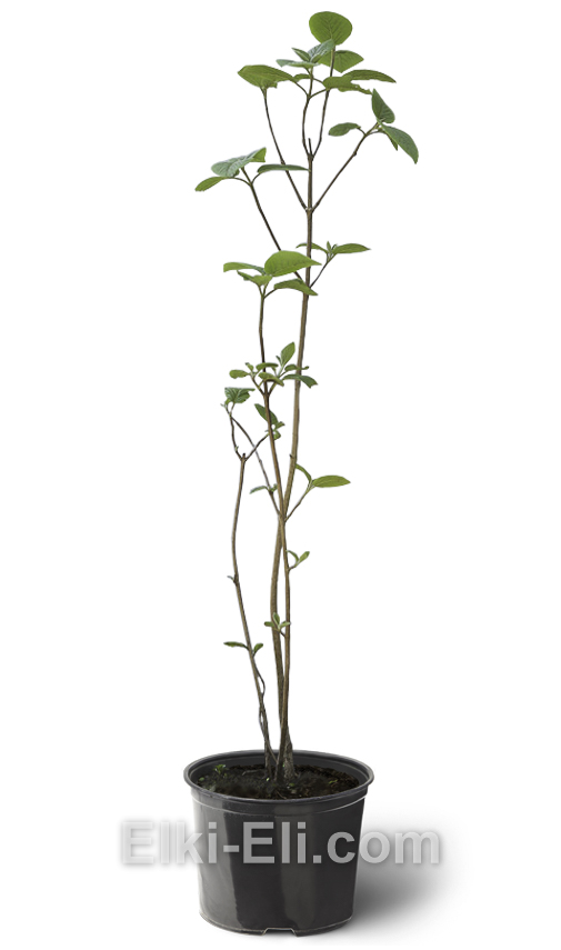 Чубушник венечный в горшке 0,80-1,00 М, фото