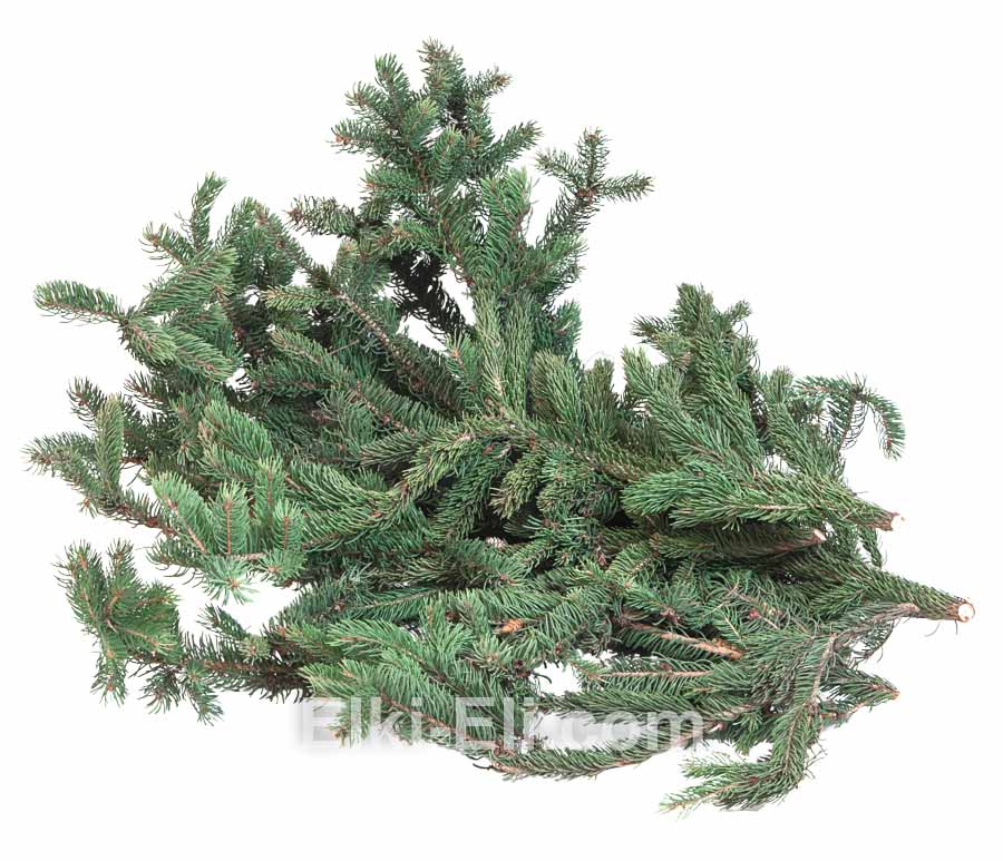 Лапник канадской ели