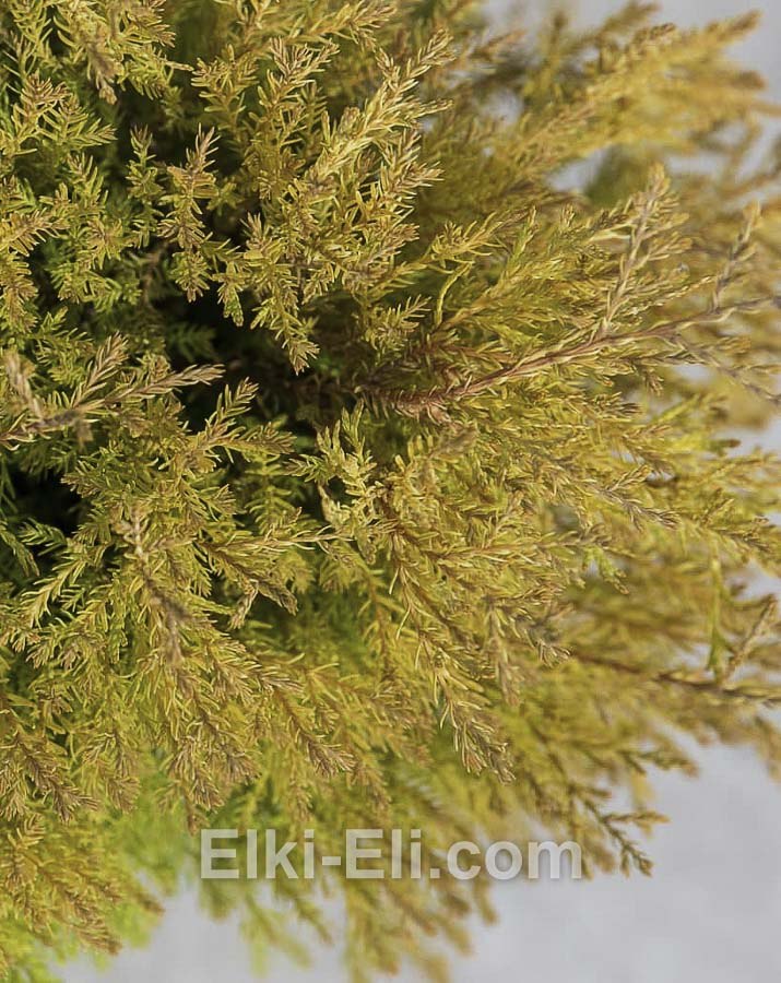 Туя рейнгольд в горшке, фото хвои