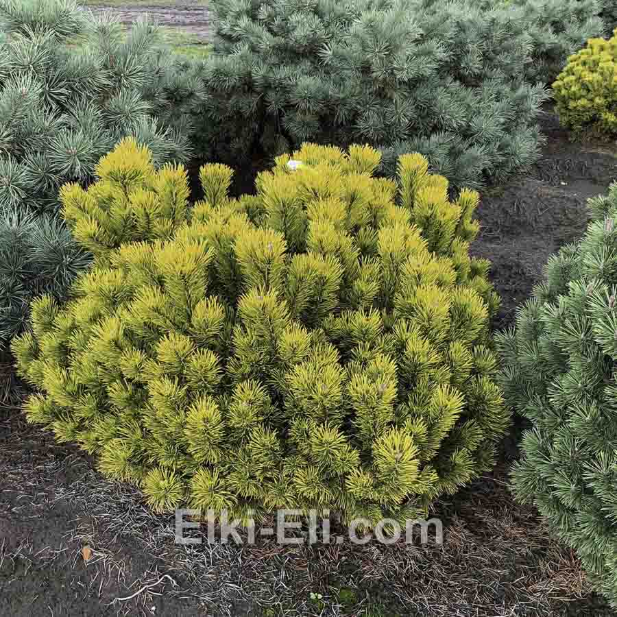 Сосна горная Carsten Wintergold в ландшафтном дизайне Сосна горная Carsten Wintergold в ландшафтном дизайне