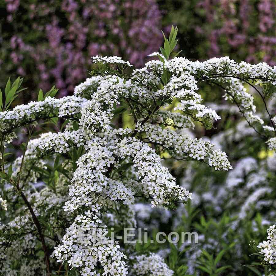 Спирея Вангутта в горшке, фото цветков