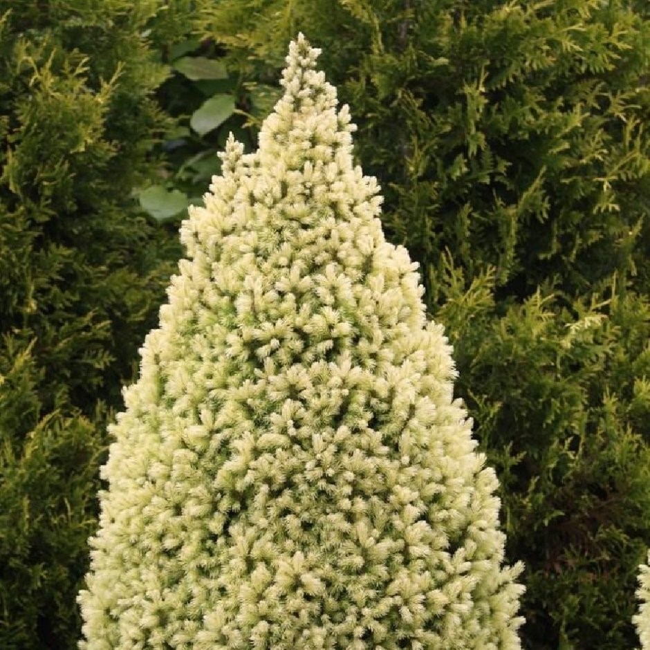 Ель канадская Daisy"s White (Дейзис Вайт) в горшке 40-60 см С3