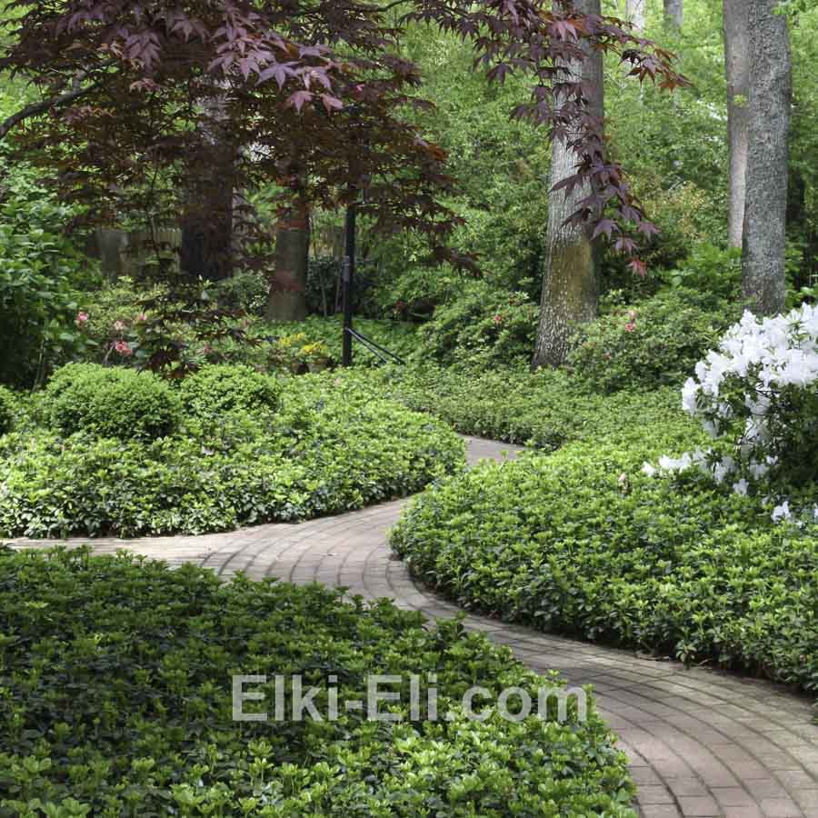 Пахизандра в горшке, фото в дизайне