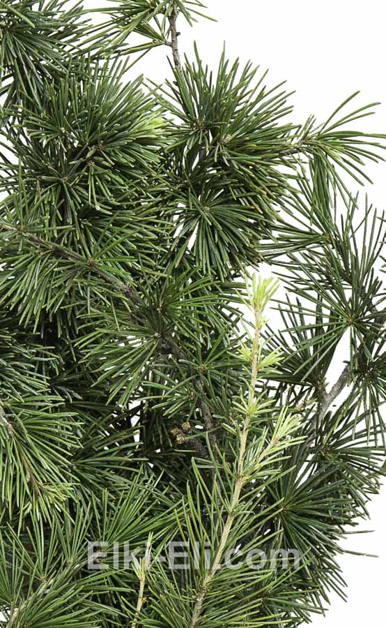 Лапник Кедра атласского, фото